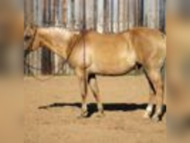 American Quarter Horse Wałach 12 lat 150 cm Izabelowata in MOrgan MIll TX