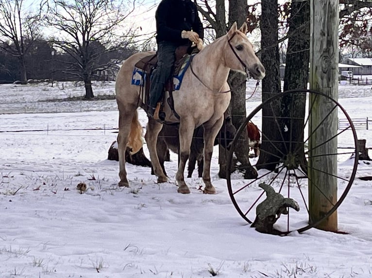 American Quarter Horse Wałach 12 lat 150 cm Izabelowata in Mt Hope AL