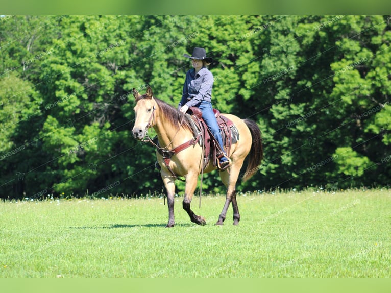 American Quarter Horse Wałach 12 lat 150 cm Jelenia in Clarion, PA