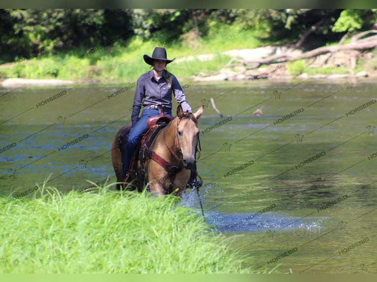 American Quarter Horse Wałach 12 lat 150 cm Jelenia in Clarion, PA