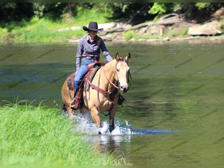 American Quarter Horse Wałach 12 lat 150 cm Jelenia in Clarion, PA