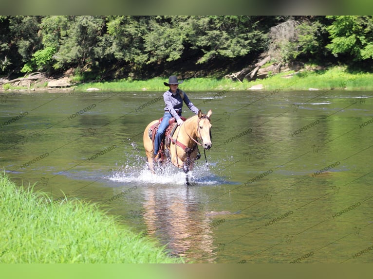 American Quarter Horse Wałach 12 lat 150 cm Jelenia in Clarion, PA