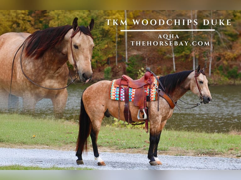 American Quarter Horse Wałach 12 lat 150 cm Jelenia in Tompkinsville, KY