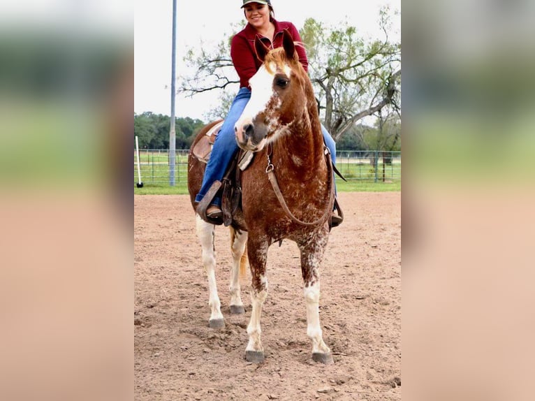 American Quarter Horse Wałach 12 lat 150 cm Kasztanowatodereszowata in Victoria, TX