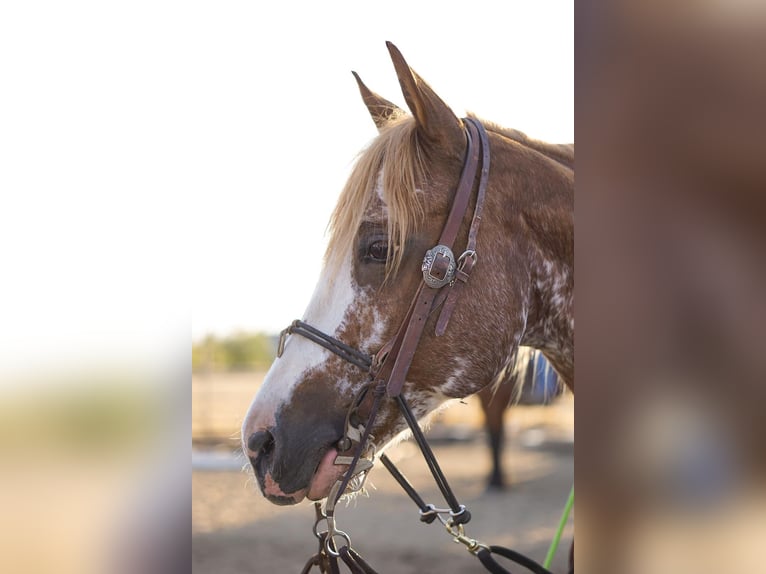 American Quarter Horse Wałach 12 lat 150 cm Kasztanowatodereszowata in Victoria, TX