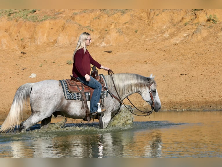 American Quarter Horse Wałach 12 lat 150 cm Siwa in Joshua TX