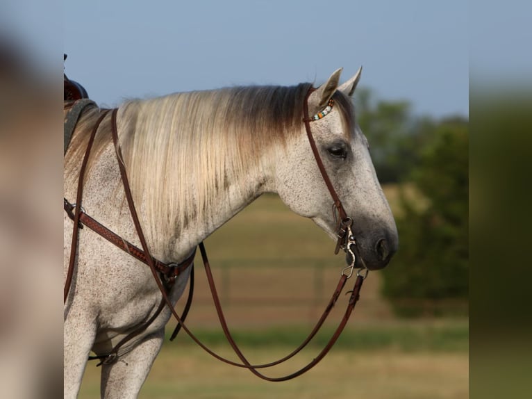 American Quarter Horse Wałach 12 lat 150 cm Siwa in Joshua TX