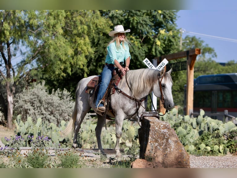 American Quarter Horse Wałach 12 lat 150 cm Siwa in Joshua TX