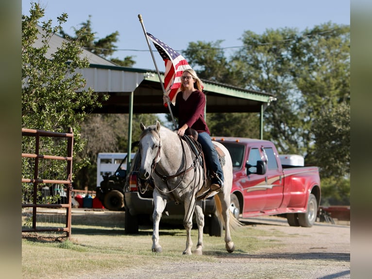 American Quarter Horse Wałach 12 lat 150 cm Siwa in Joshua TX