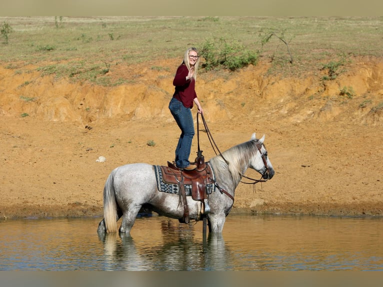 American Quarter Horse Wałach 12 lat 150 cm Siwa in Joshua TX