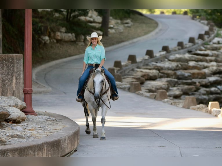 American Quarter Horse Wałach 12 lat 150 cm Siwa in Joshua TX