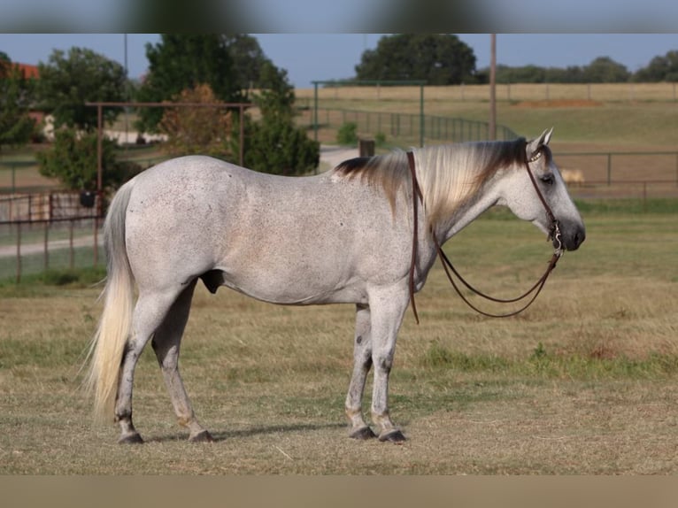 American Quarter Horse Wałach 12 lat 150 cm Siwa in Joshua TX