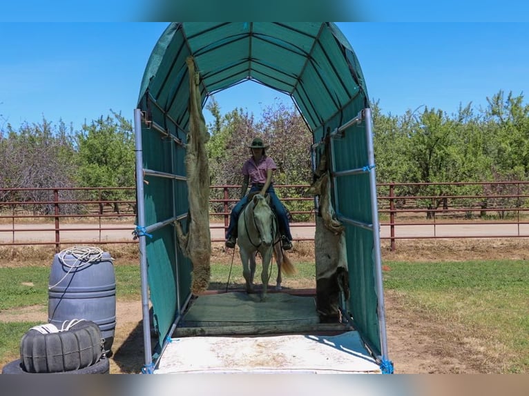 American Quarter Horse Wałach 12 lat 150 cm Szampańska in PLeasant Grove CA