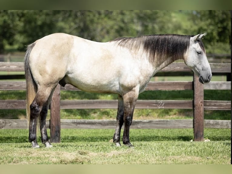 American Quarter Horse Wałach 12 lat 152 cm Bułana in Madisonville, KY