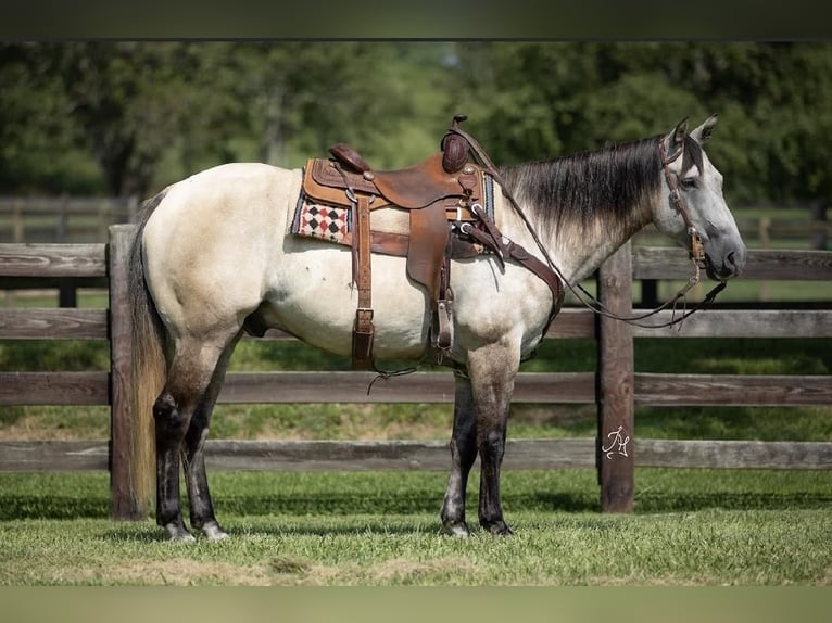 American Quarter Horse Wałach 12 lat 152 cm Bułana in Madisonville, KY