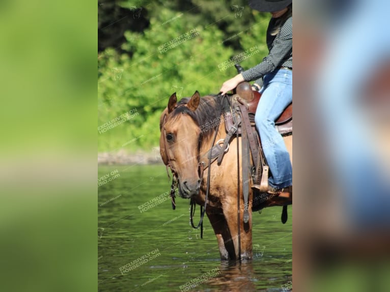 American Quarter Horse Wałach 12 lat 152 cm Bułana in Clarion, PA