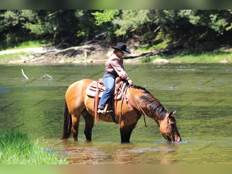 American Quarter Horse Wałach 12 lat 152 cm Bułana in Shippenville