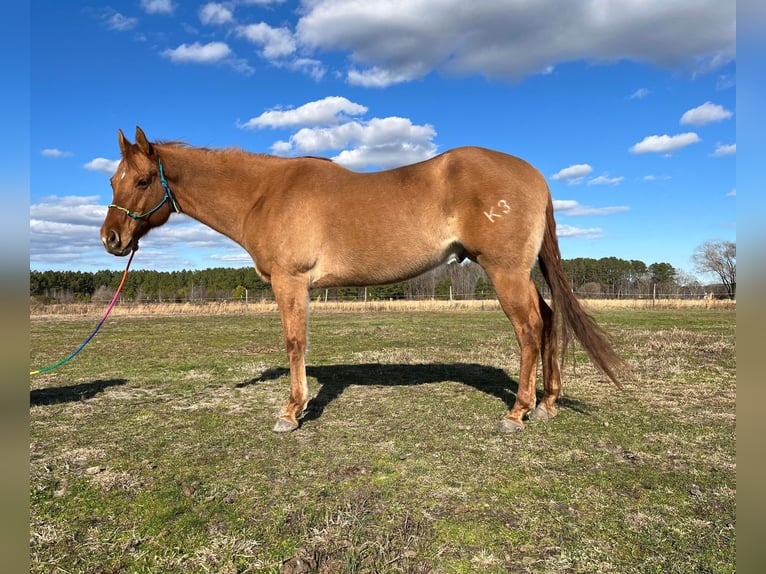 American Quarter Horse Wałach 12 lat 152 cm Bułana in Moyock, NC