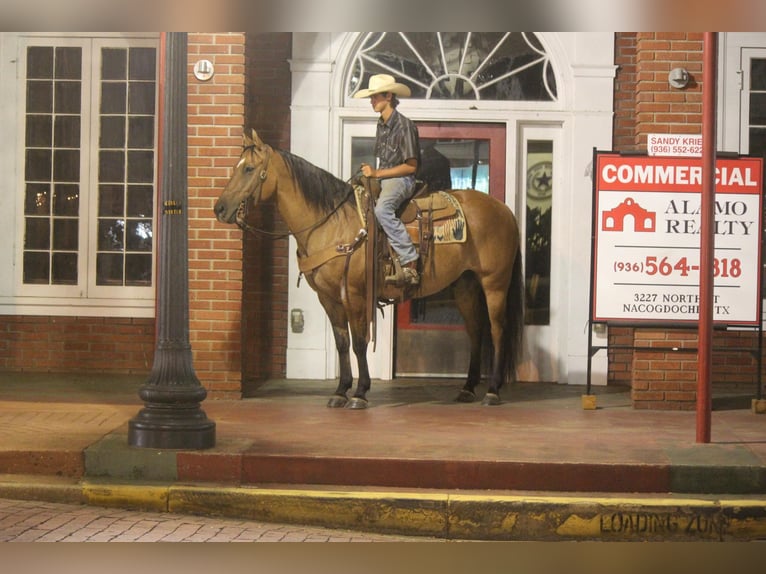 American Quarter Horse Wałach 12 lat 152 cm Bułana in Rusk TX