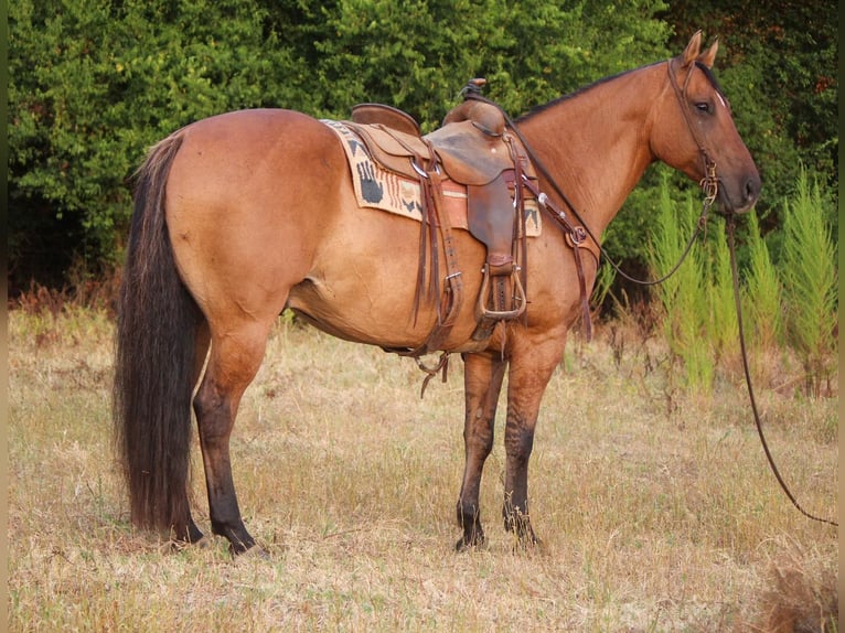 American Quarter Horse Wałach 12 lat 152 cm Bułana in Rusk TX