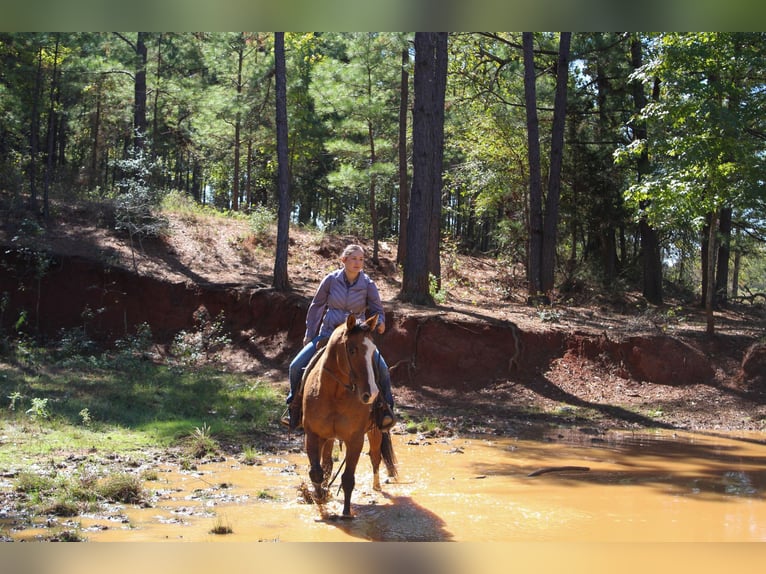 American Quarter Horse Wałach 12 lat 152 cm Bułana in Rusk TX