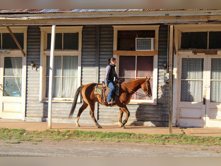 American Quarter Horse Wałach 12 lat 152 cm Bułana in Rusk TX