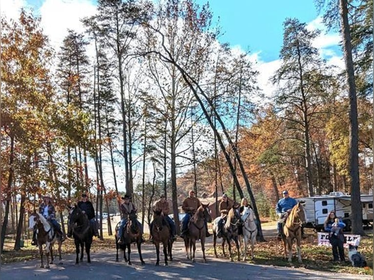 American Quarter Horse Wałach 12 lat 152 cm Ciemnokasztanowata in Borden, IN