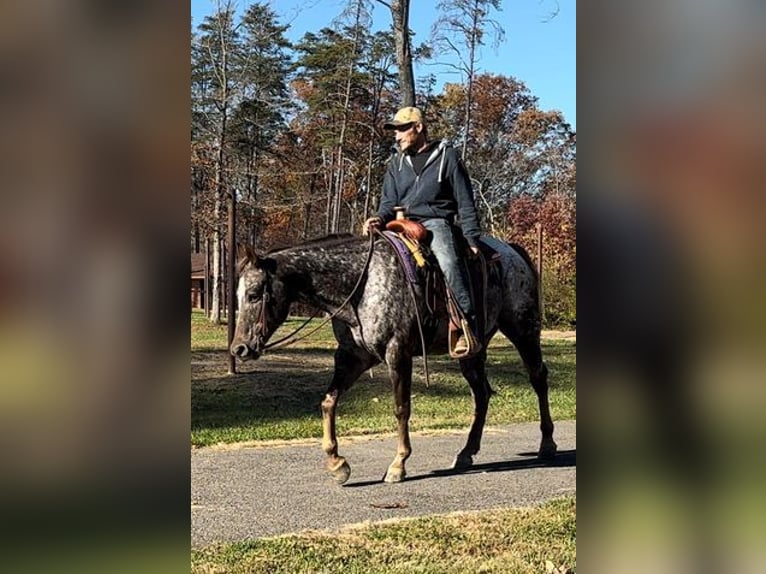 American Quarter Horse Wałach 12 lat 152 cm Ciemnokasztanowata in Borden, IN