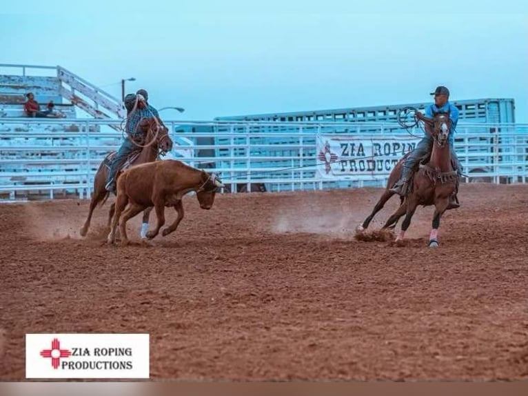 American Quarter Horse Wałach 12 lat 152 cm Gniada in El Paso, TX