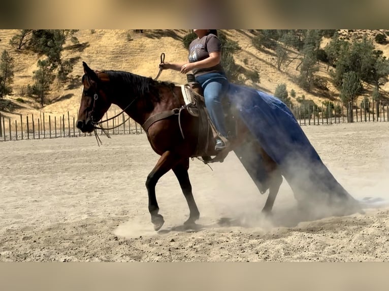 American Quarter Horse Wałach 12 lat 152 cm Gniada in Bitterwater CA