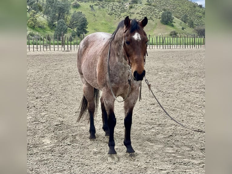 American Quarter Horse Wałach 12 lat 152 cm Gniadodereszowata in PAICINES, CA