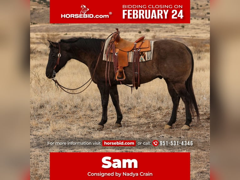 American Quarter Horse Wałach 12 lat 152 cm Grullo in Camp Verde, AZ