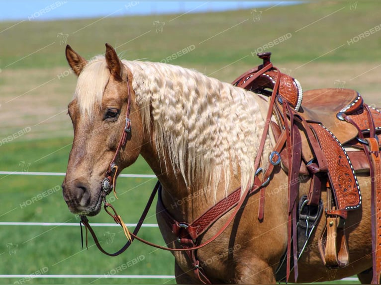 American Quarter Horse Wałach 12 lat 152 cm Izabelowata in Shippenville