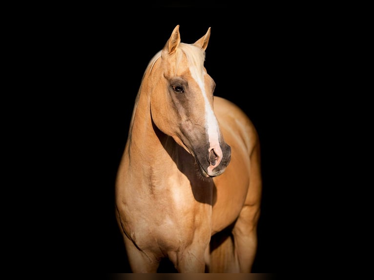 American Quarter Horse Wałach 12 lat 152 cm Izabelowata in Weatherford tX