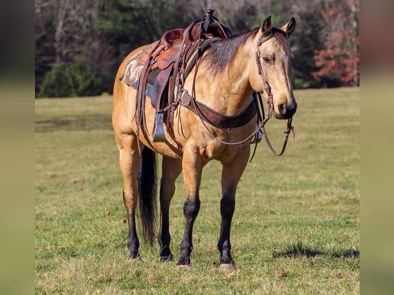 American Quarter Horse Mix Wałach 12 lat 152 cm Jelenia in Clarion, PA