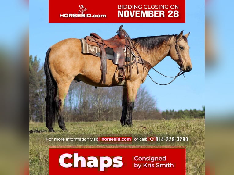 American Quarter Horse Mix Wałach 12 lat 152 cm Jelenia in Clarion, PA