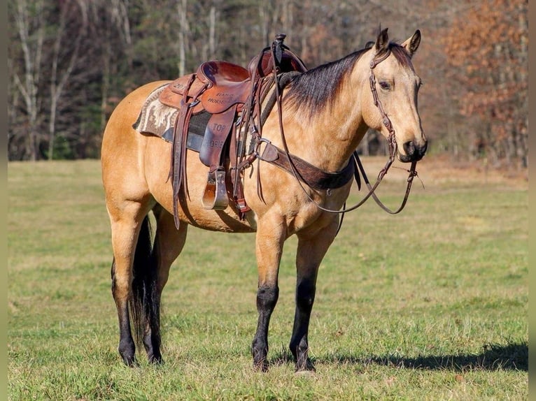 American Quarter Horse Mix Wałach 12 lat 152 cm Jelenia in Clarion, PA