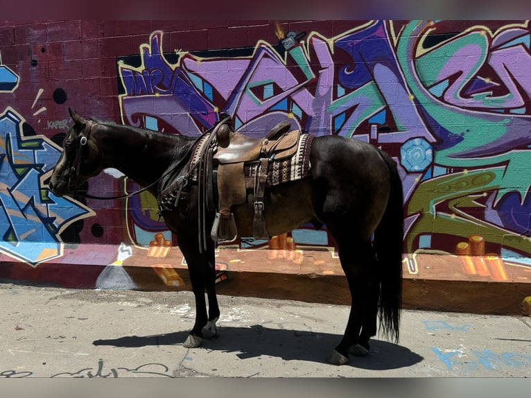 American Quarter Horse Wałach 12 lat 152 cm Jelenia in El Paso TX