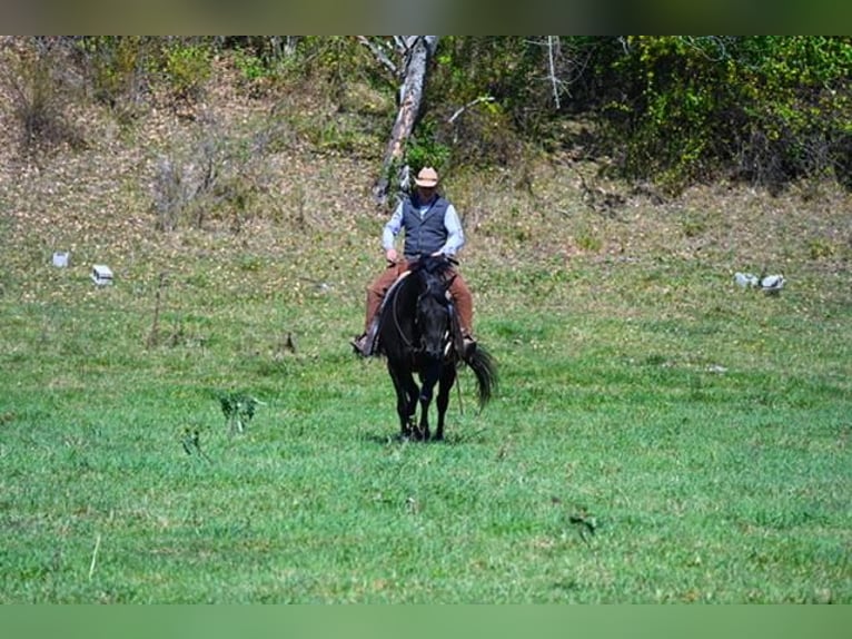 American Quarter Horse Wałach 12 lat 152 cm Kara in Fredericksburg, OH