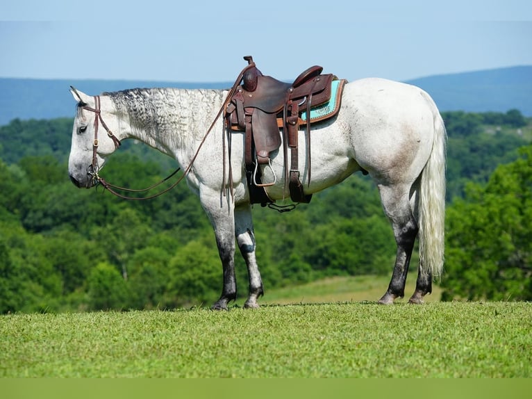 American Quarter Horse Wałach 12 lat 152 cm Siwa jabłkowita in Clearville