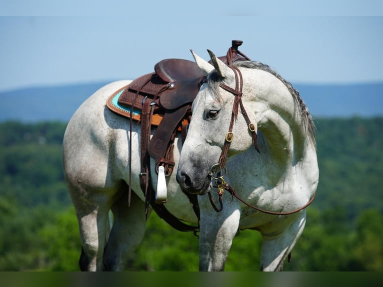 American Quarter Horse Wałach 12 lat 152 cm Siwa jabłkowita in Clearville