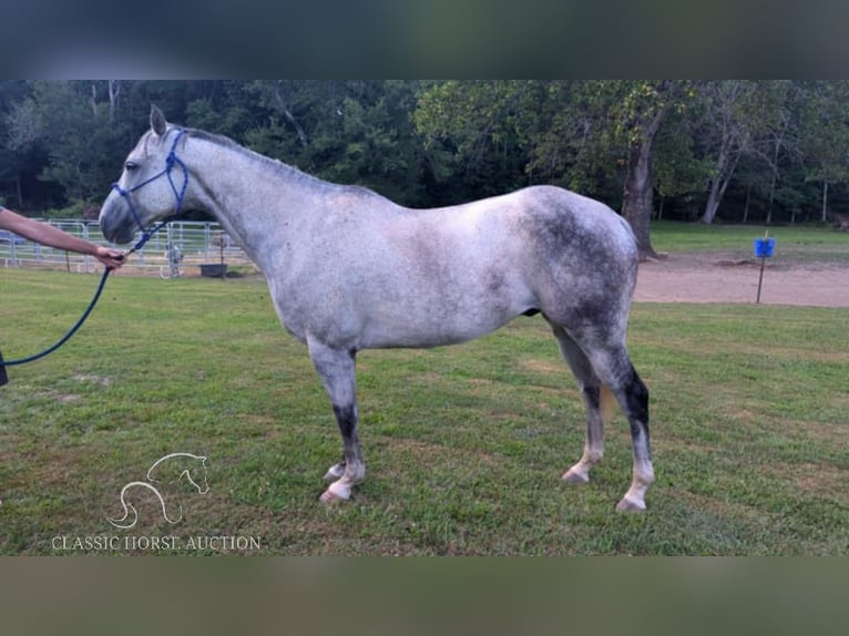 American Quarter Horse Wałach 12 lat 152 cm Siwa jabłkowita in Spencer, tn