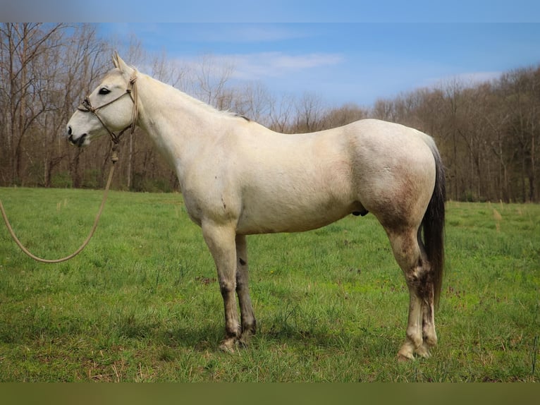 American Quarter Horse Wałach 12 lat 152 cm Siwa in Hillsboro KY