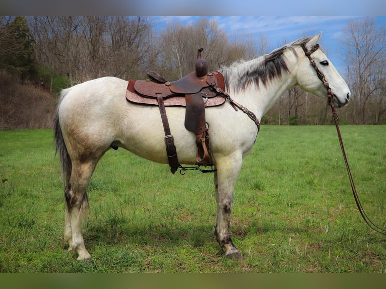 American Quarter Horse Wałach 12 lat 152 cm Siwa in Hillsboro KY