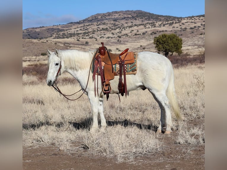 American Quarter Horse Wałach 12 lat 152 cm Siwa in Camp Verde, AZ