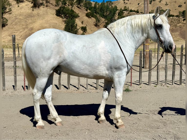 American Quarter Horse Wałach 12 lat 152 cm Siwa in Bitterwater CA