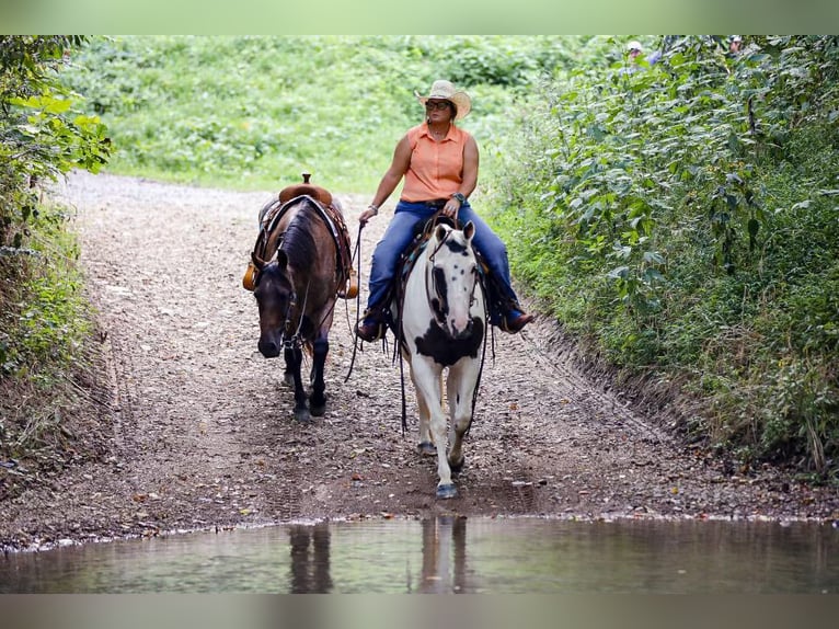 American Quarter Horse Wałach 12 lat 152 cm Tobiano wszelkich maści in Mt Hope Al