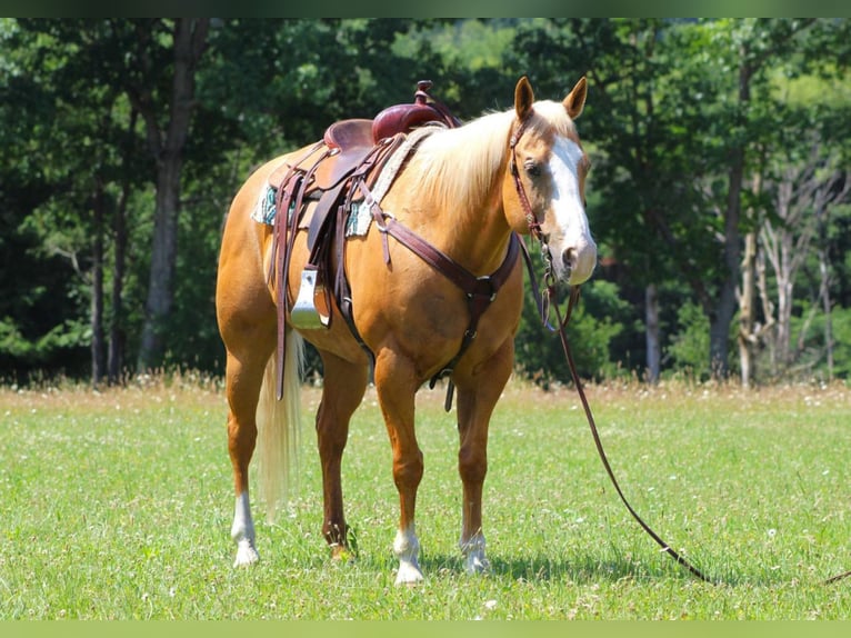 American Quarter Horse Mix Wałach 12 lat 155 cm Izabelowata in Clarion, PA