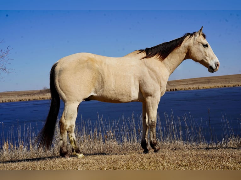 American Quarter Horse Wałach 12 lat 155 cm Jelenia in Brandon, SD