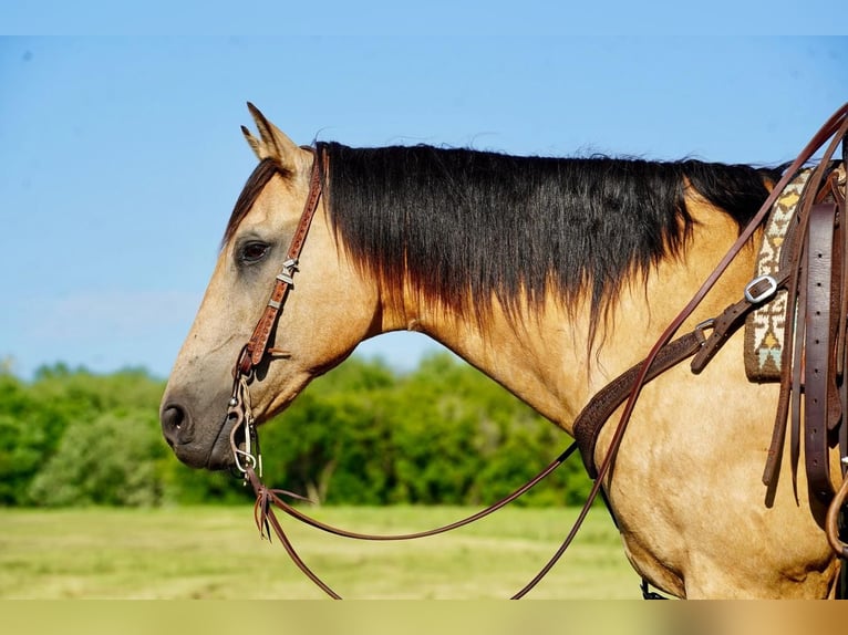 American Quarter Horse Wałach 12 lat 155 cm Jelenia in Valley Springs, SD
